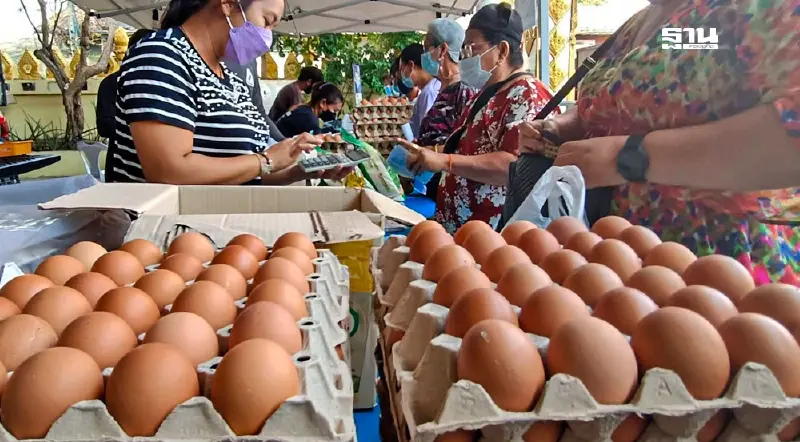 “บังจู” เตือนผู้ค้าไข่ไก่อย่าสต็อกเกิน—จับตาราคาปรับลงช่วงกินเจ