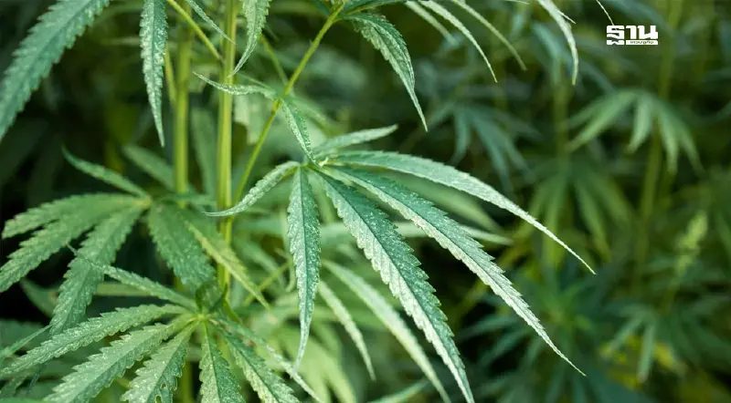 ส่องโอกาส “กัญชา-กัญชง-กระท่อม” ปักธงไทยสู่เทรนด์โลกด้านสุขภาพครบวงจร