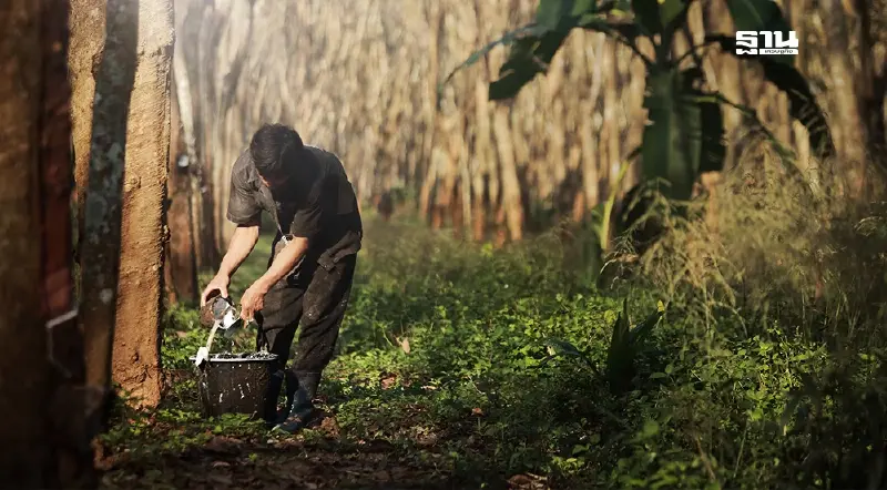 ด่วน!  เงินช่วยเหลือชาวสวนยาง ยื่นขอทุนปลูกแทน กยท. ปรับอัตราใหม่ ได้ไร่ละ 2 หมื่นบาท