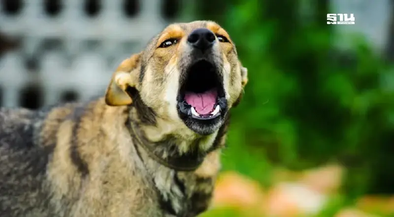 อัปเดตพิกัด กทม. ฉีดวัคซีนป้องกันโรคพิษสุนัขบ้า-ฉีดไมโครชิปฟรี