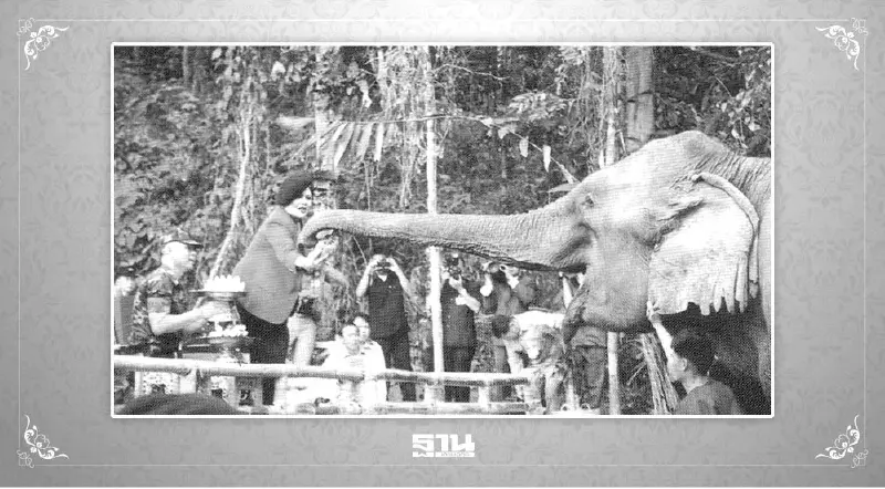 มูลนิธิคืนช้างสู่ธรรมชาติ พระราชกรณียกิจแห่งความเมตตา สมเด็จพระพันปีหลวง