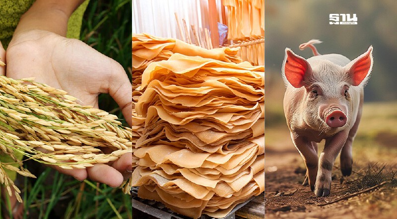 .‘ข้าว-ยาง-สุกร’ เผชิญแรงกดดัน ราคาอ่อนตัวต่อเนื่อง-ปลาป่นพุ่งแรง มีแนวโน้มขาขึ้น.