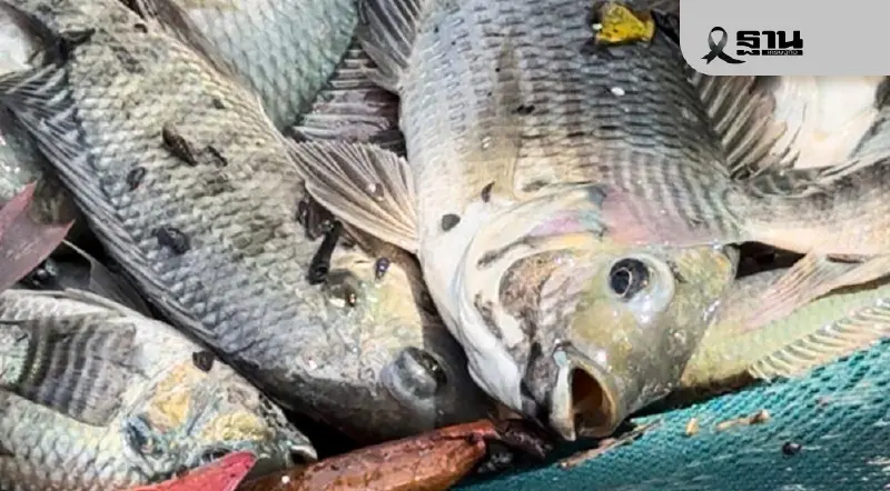 บทเรียน “ปลาต้องห้าม” กับเส้นแบ่งนำเข้า-ลักลอบ มาตรฐานที่ไม่เท่ากัน