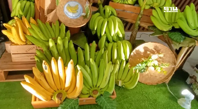 เจาะลึกโมเดลความสำเร็จ 'กล้วยหอมทองไทย' พืชเศรษฐกิจใหม่บุกญี่ปุ่น