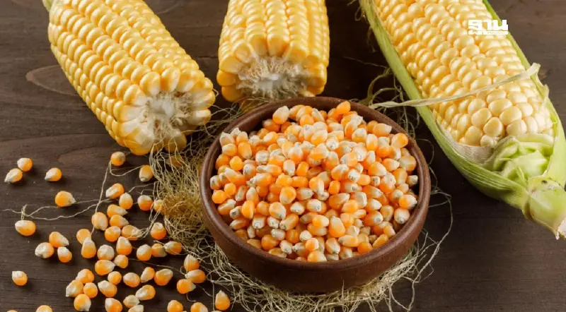 พาณิชย์คุมรับซื้อ 'ข้าวโพดเลี้ยงสัตว์' สกัดกดราคา เอาเปรียบเกษตรกร