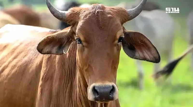 ข่าวดี! รัฐอัดเงินช่วยเกษตรกร ซื้อโคเนื้อราคาประกัน 80 บาท/กก.