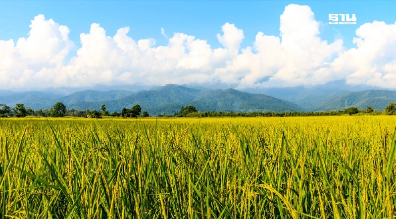 ข้าวนาปีจ่อทะลัก ธ.ก.ส.รับเคลียร์ 6 หมื่นตันข้าวจำนำ รัฐเร่งทบทวนราคาก่อนเจ๊งยกแผง ข้าวนาปีจ่อทะลัก ธ.ก.ส.รับเคลียร์ 6 หมื่นตันข้าวจำนำ รัฐเร่งทบทวนราคาก่อนเจ๊งยกแผง