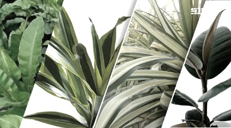 เปิดลิสต์ 8 ต้นไม้มงคลเรียกทรัพย์ เสริมดวงดี อยู่แล้วรวย ปลูกได้ทุกบ้าน เปิดลิสต์ 8 ต้นไม้มงคลเรียกทรัพย์ เสริมดวงดี อยู่แล้วรวย ปลูกได้ทุกบ้าน