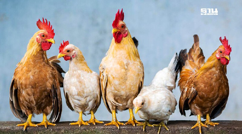 .ผู้เลี้ยงไก่ไข่ เช็คด่วน! เปิดหลักเกณฑ์ชดเชยปลดแม่ไก่ตัวละ 10 บาท.