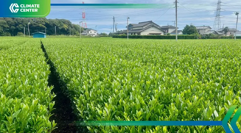 โลกร้อนกระทบไร่ชาญี่ปุ่น ผลผลิตวูบ ‘มัตสึดะ’ลั่นพร้อมเสิร์ฟมัทฉะพรีเมียมร้านอินทนิล โลกร้อนกระทบไร่ชาญี่ปุ่น ผลผลิตวูบ ‘มัตสึดะ’ลั่นพร้อมเสิร์ฟมัทฉะพรีเมียมร้านอินทนิล