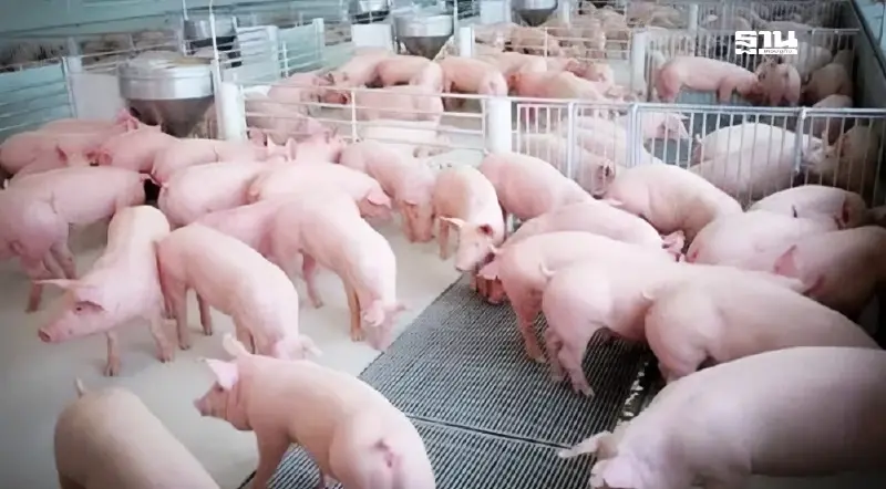 "หมู" ปรับราคาขึ้น 2 บาท/กิโลกรัม อานิสงส์เทศกาลทอดผ้ากฐิน