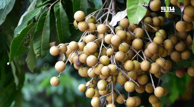 .เร่งผ่าน พ.ร.บ.ลำไย ใน 4 เดือน หวังฟื้นรายได้ 5.1 หมื่นล้านชาวสวน.