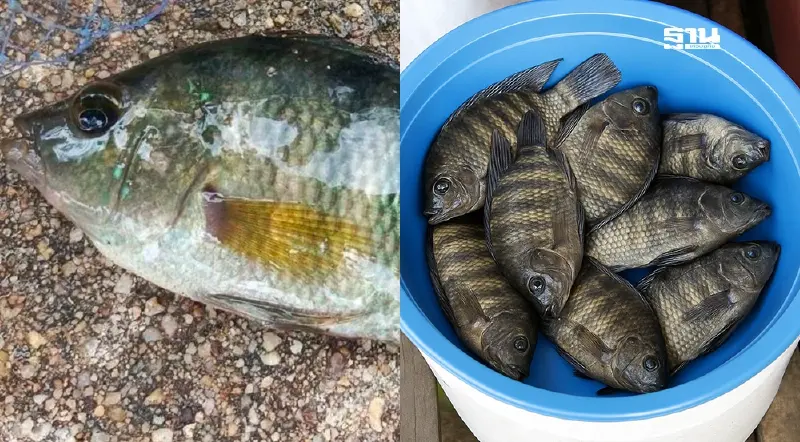 อย่ามองแค่ปลาหมอคางดำ! ‘หมอมายัน–หมอบัตเตอร์’ ภัยเงียบตัวจริงที่กำลังกลืนระบบนิเวศไทย อย่ามองแค่ปลาหมอคางดำ! ‘หมอมายัน–หมอบัตเตอร์’ ภัยเงียบตัวจริงที่กำลังกลืนระบบนิเวศไทย