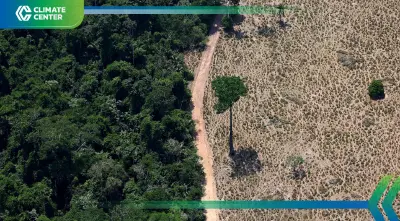 โลกยังห่างเป้าหมายหยุดตัดไม้ก่อน COP30 สูญกว่า 8.1 ล้านเฮกตาร์ในปีเดียว