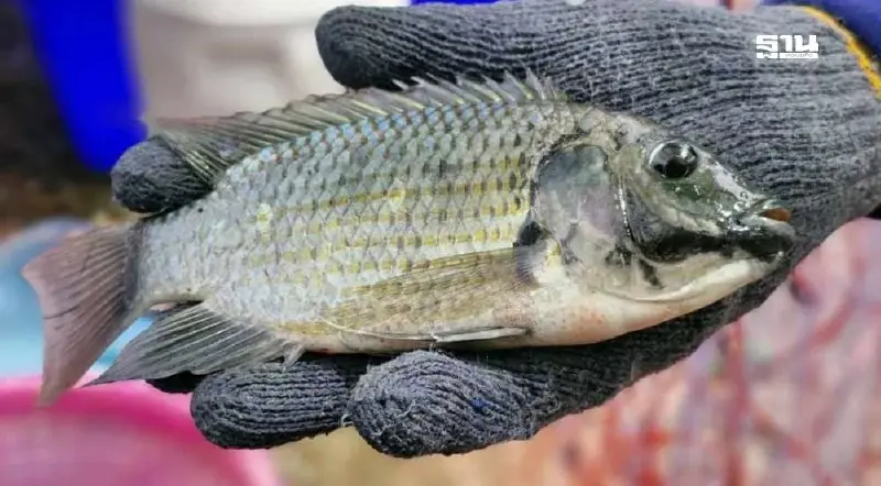 ปลดแอกปลาหมอคางดำ: ภาครัฐออกกฎหมายสายฟ้าแลบ ใครคือผู้ถูกลอยแพ?