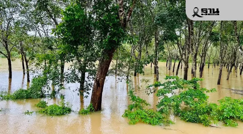 สมาคมสหพันธ์ชาวสวนยางฯ จี้รัฐออกมาตรการพิเศษ “เงินเยียวยา-พักหนี้-ปัจจัยผลิต” เยียวยาภาคใต้