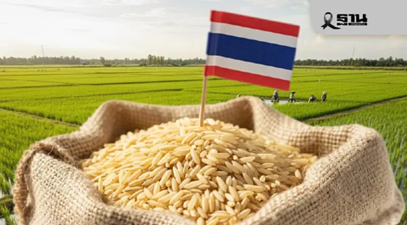 ‘ข้าวไทย’โคม่า! พ่ายเวียดนามยับ ต้นทุนสูง ผลผลิตต่ำ 14 ปี 4 รัฐบาลสูญ 1.3 ล้านล้าน ยังย่ำกับที่ ‘ข้าวไทย’โคม่า! พ่ายเวียดนามยับ ต้นทุนสูง ผลผลิตต่ำ 14 ปี 4 รัฐบาลสูญ 1.3 ล้านล้าน ยังย่ำกับที่