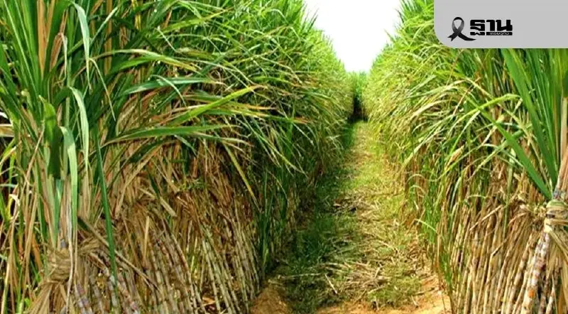 นายกชาวไร่อ้อยอุดรฯ ลั่นต้องปรับขึ้นราคาน้ำตาล หลังนายกฯสั่งเบรค