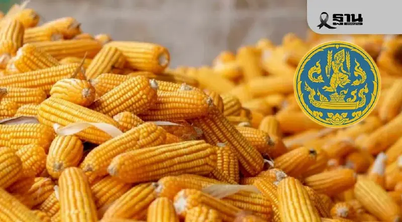 3 สมาคม จี้พาณิชย์ ทบทวนนำเข้าข้าวโพด 1 ล้านตัน บี้ใช้วัตถุดิบในประเทศ