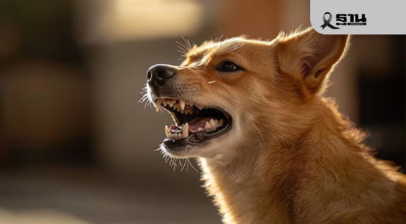 .กทม. ประกาศกำหนดเขตโรคระบาดชั่วคราวโรคพิษสุนัขบ้า มีผล 1 เดือน .