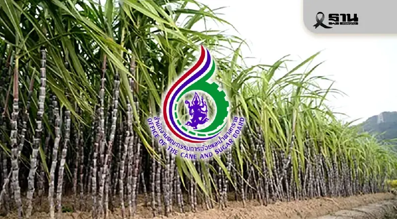 จับตาบ่ายโมงครึ่ง สอน.แถลงราคาอ้อย 890 บาท เคลียร์ทุกข้อกล่าวหา