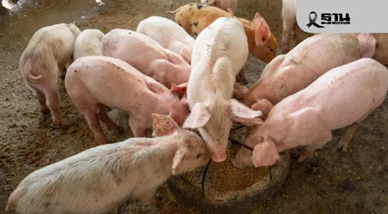 หมูหน้าฟาร์มพุ่ง! 2 บาทต่อสัปดาห์ 12 บริษัทฮีโร่ ‘หมูหัน’ 1 แสนตัว ช่วยเกษตรกร หมูหน้าฟาร์มพุ่ง! 2 บาทต่อสัปดาห์ 12 บริษัทฮีโร่ ‘หมูหัน’ 1 แสนตัว ช่วยเกษตรกร