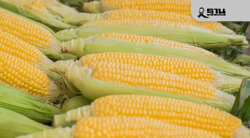 จับตา สมาคมพืชไร่ บุกพาณิชย์ ค้านโควตานำเข้าข้าวโพด 1 ล้านตัน จับตา สมาคมพืชไร่ บุกพาณิชย์ ค้านโควตานำเข้าข้าวโพด 1 ล้านตัน