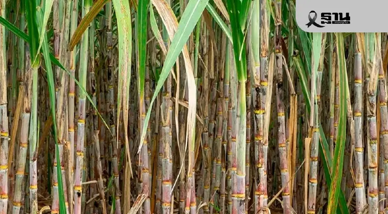 กอน.ไฟเขียว ราคาอ้อยปี 68/69 ตันละ 890 บาท ราคาเดียวทั่วประเทศ