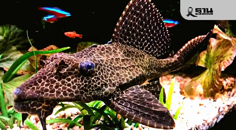 จากปลาสวยงามสู่ผู้รุกราน หยุดวงจรด้วยหลักวิทยาศาสตร์-ความโปร่งใส จากปลาสวยงามสู่ผู้รุกราน หยุดวงจรด้วยหลักวิทยาศาสตร์-ความโปร่งใส