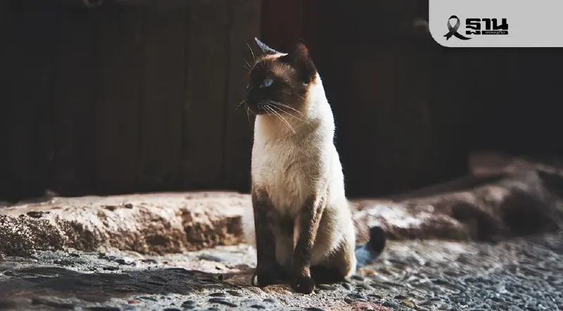 ทาสแมวเฮ! ครม. เห็นชอบ 'แมวไทย' เป็นเอกลักษณ์ประจำชาติ ประเภทสัตว์เลี้ยง