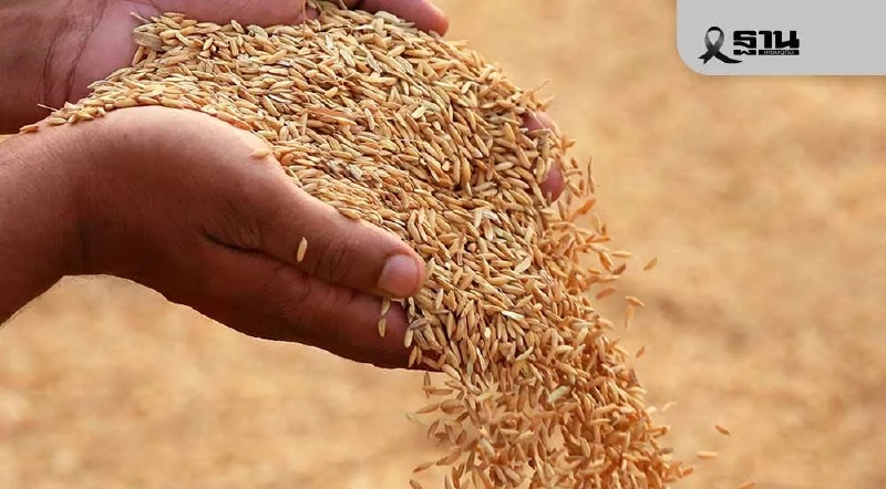 ตลาดข้าวคึกคัก! ‘คนละครึ่งพลัส’ ดันยอดข้าวถุง ทำราคา ข้าวเปลือกทั่วประเทศ พุ่ง ตลาดข้าวคึกคัก! ‘คนละครึ่งพลัส’ ดันยอดข้าวถุง ทำราคา ข้าวเปลือกทั่วประเทศ พุ่ง