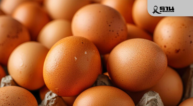 .ราคาไข่ไก่ฟื้น ลุยส่งออก 60 ล้านฟอง โวยโมเดิร์นเทรด ดัมพ์ราคา.