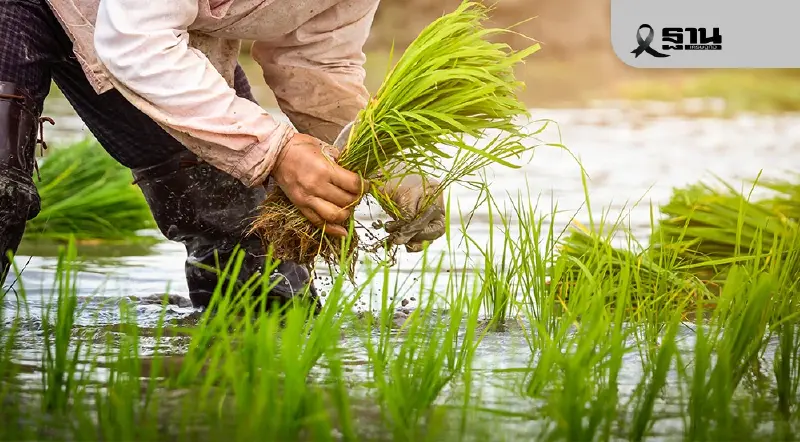 ชาวนาเฮ ! นบข. เคาะ สินเชื่อชะลอขายข้าว 1,500 ต่อตัน พยุงราคา