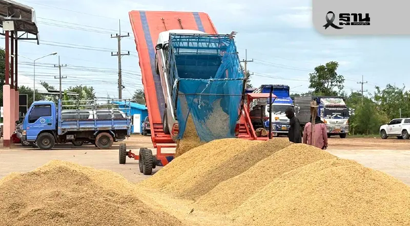 ตลาดข้าวคึกคัก ข้าวหอมมะลิราคาแตะ 16,100 บาท/ตัน รับมาตรการรัฐ