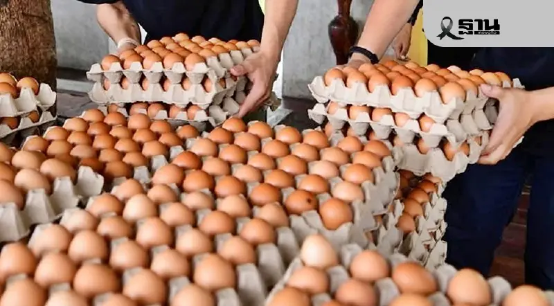 “ไข่ล้น–ราคาร่วง”เขย่าผู้เลี้ยงไก่ทั่วไทย เสี่ยงสูญรายย่อย