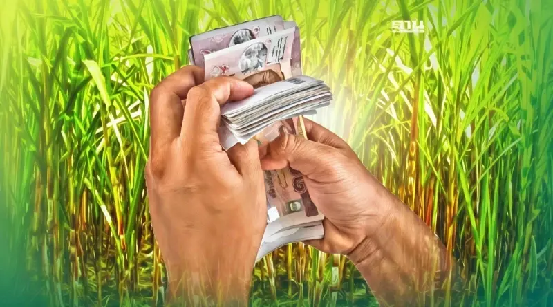 เช็คด่วน "เงินช่วยเหลือชาวไร่อ้อย" ตันละ 31  บาท  เงินเข้าแน่ 27 พ.ย.นี้