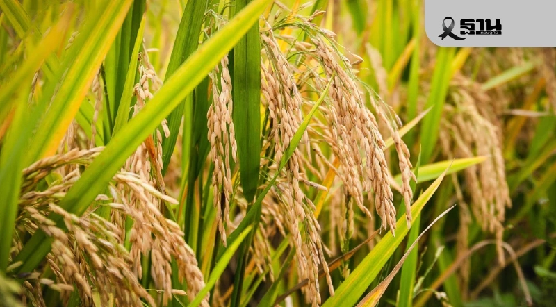 TDRI เตือน “ดูดซับข้าว 3 ล้านตัน” ฉุดส่งออก เปิดช่องทุจริต-ซ้ำรอยจำนำ TDRI เตือน “ดูดซับข้าว 3 ล้านตัน” ฉุดส่งออก เปิดช่องทุจริต-ซ้ำรอยจำนำ