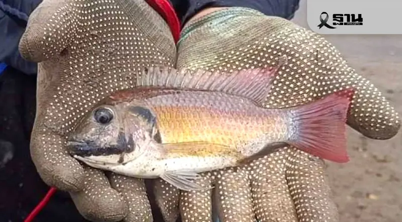 ปริศนา "ปลาหมอคางดำ" 11 บริษัทส่งออก 4 ปี ไม่ถูกตรวจสอบ เสี่ยงลักลอบค้า