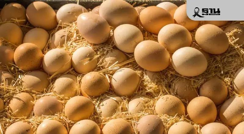 ฟาร์มไก่ไข่คุมเข้มไข้หวัดนก ย้ำไข่ไทยปลอดภัย มีเพียงพอต่อความต้องการบริโภค