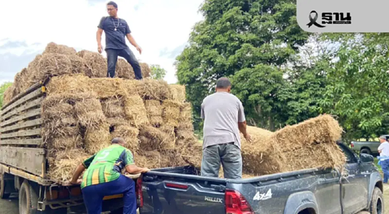 กรมปศุสัตว์ สำรองอาหารสัตว์กว่า 2.4 ล้านกิโลกรัม ช่วยเกษตรกรภาคใต้ กรมปศุสัตว์ สำรองอาหารสัตว์กว่า 2.4 ล้านกิโลกรัม ช่วยเกษตรกรภาคใต้