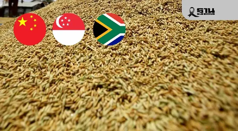 ข้าวเปลือกพุ่งแรง หอมมะลิแตะ 16,500 บาท รัฐหนุนเข้ม–ดีลจีน–สิงคโปร์–แอฟริกาแย่งซื้อดันตลาดร้อนแรง ข้าวเปลือกพุ่งแรง หอมมะลิแตะ 16,500 บาท รัฐหนุนเข้ม–ดีลจีน–สิงคโปร์–แอฟริกาแย่งซื้อดันตลาดร้อนแรง