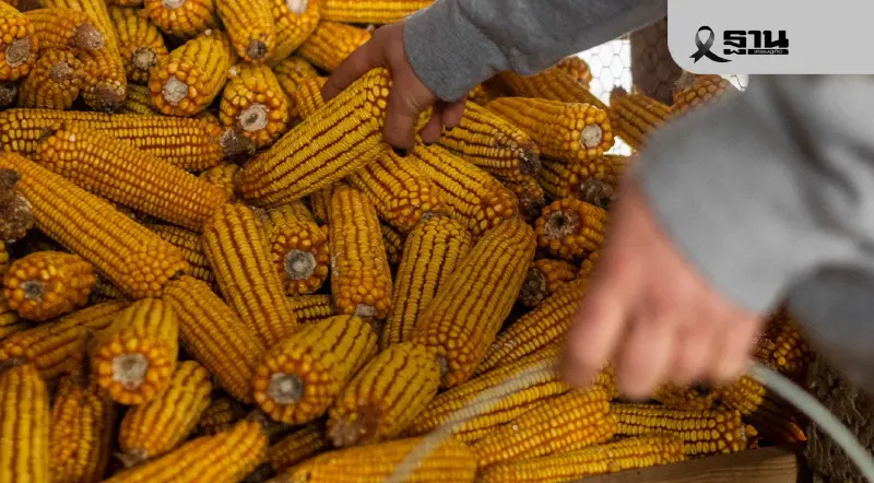 พาณิชย์สั่งตรวจเข้มข้าวโพดเลี้ยงสัตว์ 68/69 คงราคารับซื้อ 7-9 บาทต่อ กก. ปกป้องเกษตรกร