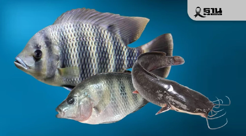 เตือน “เอเลี่ยนสปีชีส์” ระบาดหนัก แก้ไม่ตรงจุดเหตุช่องโหว่ลักลอบนำเข้า เตือน “เอเลี่ยนสปีชีส์” ระบาดหนัก แก้ไม่ตรงจุดเหตุช่องโหว่ลักลอบนำเข้า