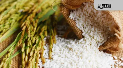 ตลาดข้าวโลก สะเทือน! สิงคโปร์–เวียดนามร่วมค้า ‘ข้าวคาร์บอนตํ่า’ไทยเสี่ยงตกขบวน