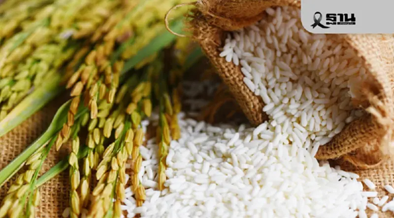 ตลาดข้าวโลก สะเทือน! สิงคโปร์–เวียดนามร่วมค้า ‘ข้าวคาร์บอนตํ่า’ไทยเสี่ยงตกขบวน ตลาดข้าวโลก สะเทือน! สิงคโปร์–เวียดนามร่วมค้า ‘ข้าวคาร์บอนตํ่า’ไทยเสี่ยงตกขบวน