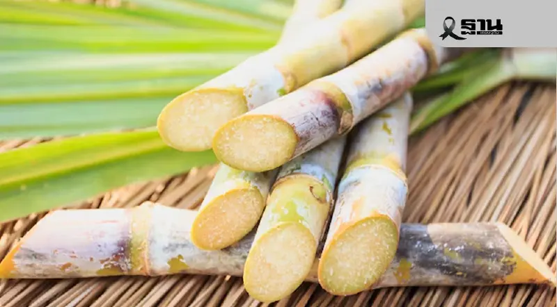 อ้อยสด 99.7% สวนกระแสข้อกล่าวหา เปิดข้อมูลชี้ PM2.5 ไม่ได้มาจากไร่อ้อย