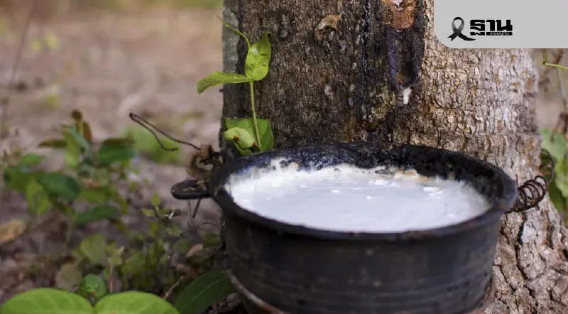 มหากาพย์ ยางสองรัฐบาล ค้างสต็อก 1.8 หมื่นตัน มหาอุทกภัยทุบซ้ำ รอขายตามสภาพ