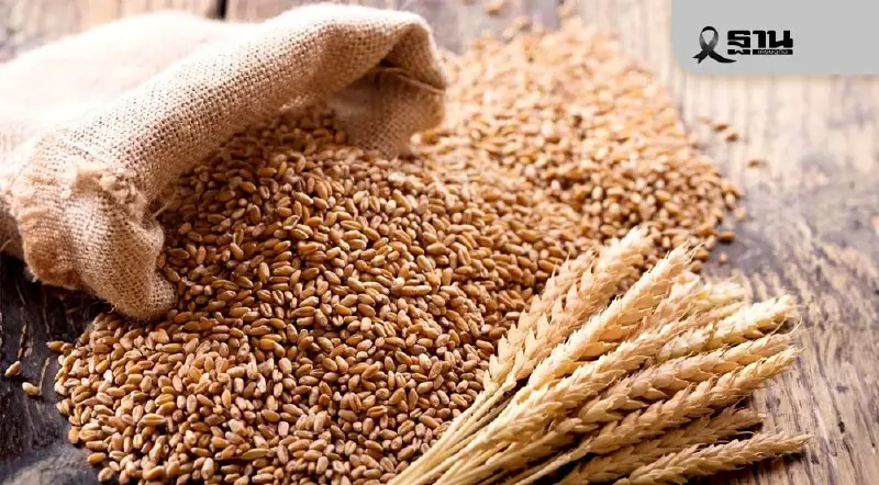 "นบขพ." ไฟเขียว 6 บริษัทอาหารกุ้ง นำเข้าข้าวสาลี 1.3 แสนตัน ปี 2569 "นบขพ." ไฟเขียว 6 บริษัทอาหารกุ้ง นำเข้าข้าวสาลี 1.3 แสนตัน ปี 2569