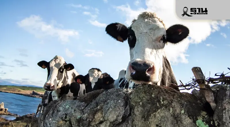 สหรัฐฯ ผวา! พบไข้หวัดนกลามสู่โคนม 'สายพันธุ์ใหม่' ครั้งแรกในวิสคอนซิน