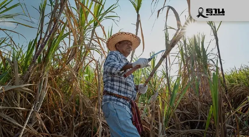 เตือน ชาวไร่อ้อยระวัง! เสี่ยงขายอ้อยแล้วไม่ได้เงิน ระบาดหนักหลายพื้นที่